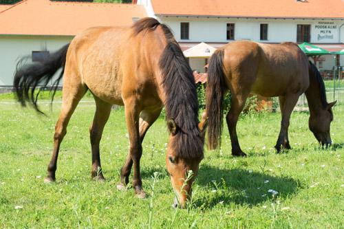 Podskalni Mlyn Hotel Ostopovice Kültér fotó